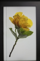 RichardHodgman BacklightTranslucentHibiscusBefore