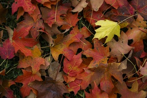 Fall 2021 Intermediate Digital Photography