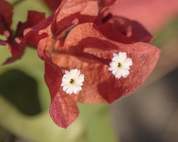 413-0184 Flower